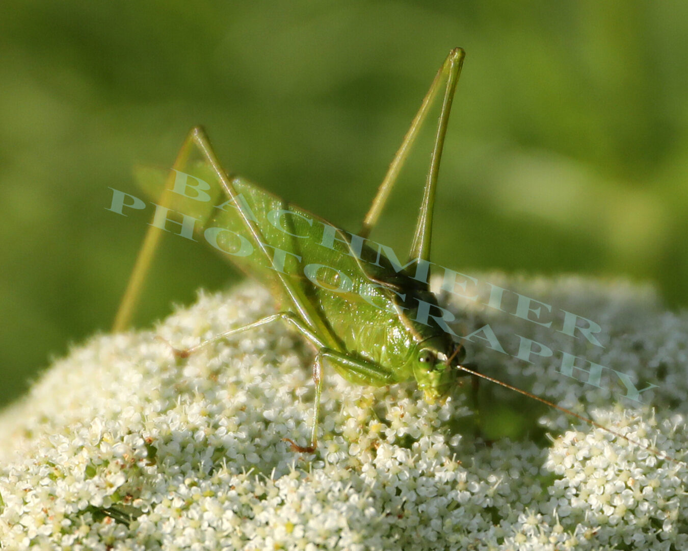 Katydid014