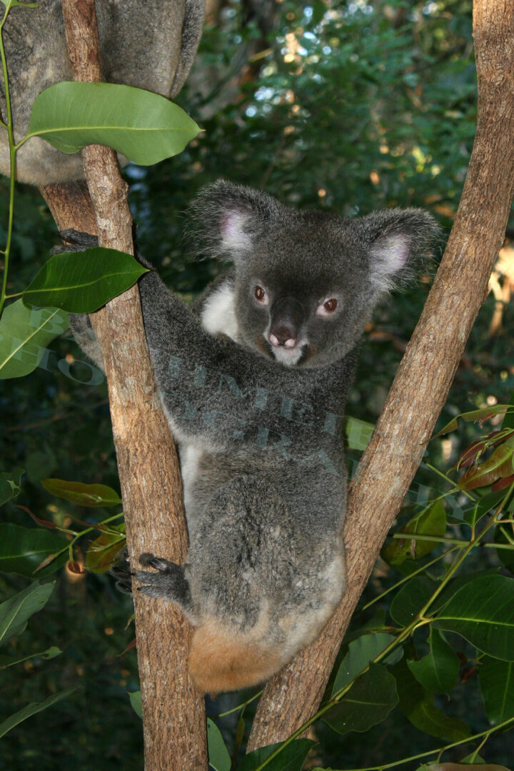 Koala5493