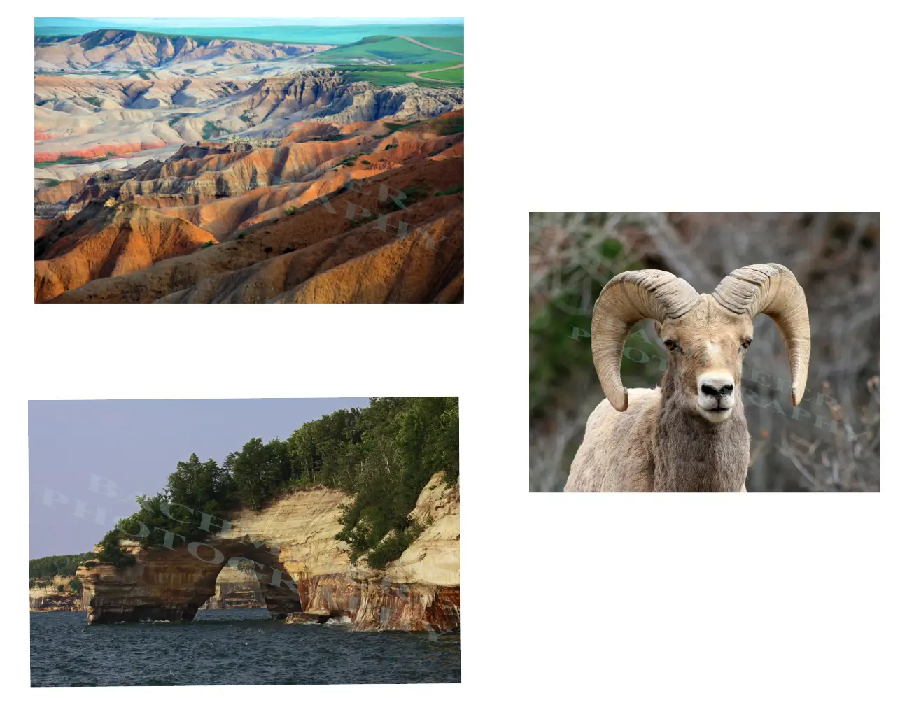 Landscape and animal photos